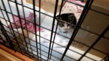 柴犬ひかいち　子猫に見せる「なんでやねん」　Shiba Inu and kittens