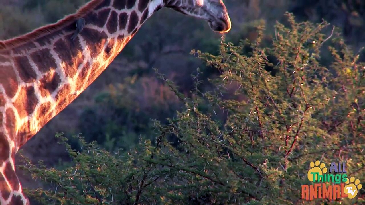 GIRAFFE: Animals for children. Kids videos. Kindergarten | Preschool learning