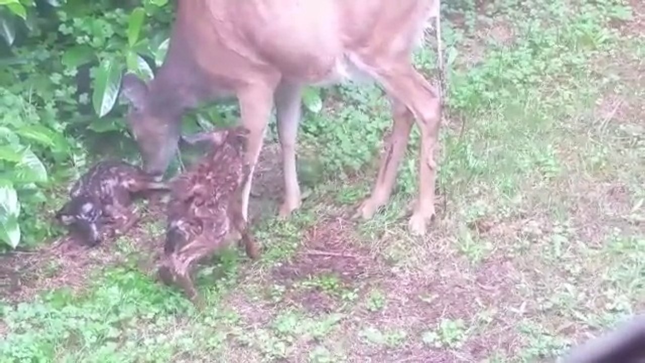 Une biche met au monde deux faons dans son jardin