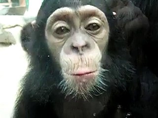 Minkey Licking Windows