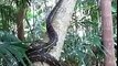 Do Python Climb Trees ? Huge Python Climbing on Straight Tree Amazing