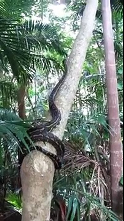 Do Python Climb Trees ? Huge Python Climbing on Straight Tree Amazing ...