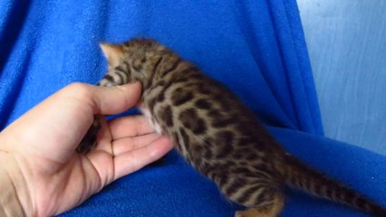 Бенгальский котик №2