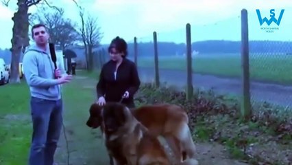 Funniest dogs ever compilation