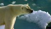 Save The Polar Bears - Make Someone an NRDC 