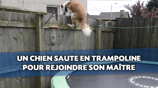 Un chien saute en trampoline pour rejoindre son maître