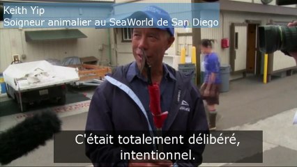 Sauvetage d'un lion de mer géant blessé par un harpon