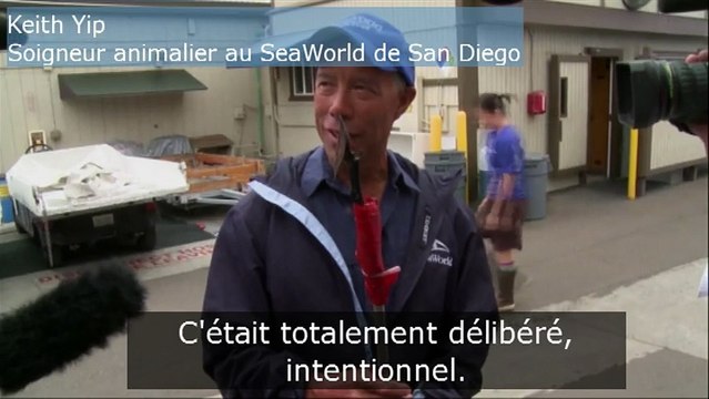 Sauvetage d'un lion de mer géant blessé par un harpon