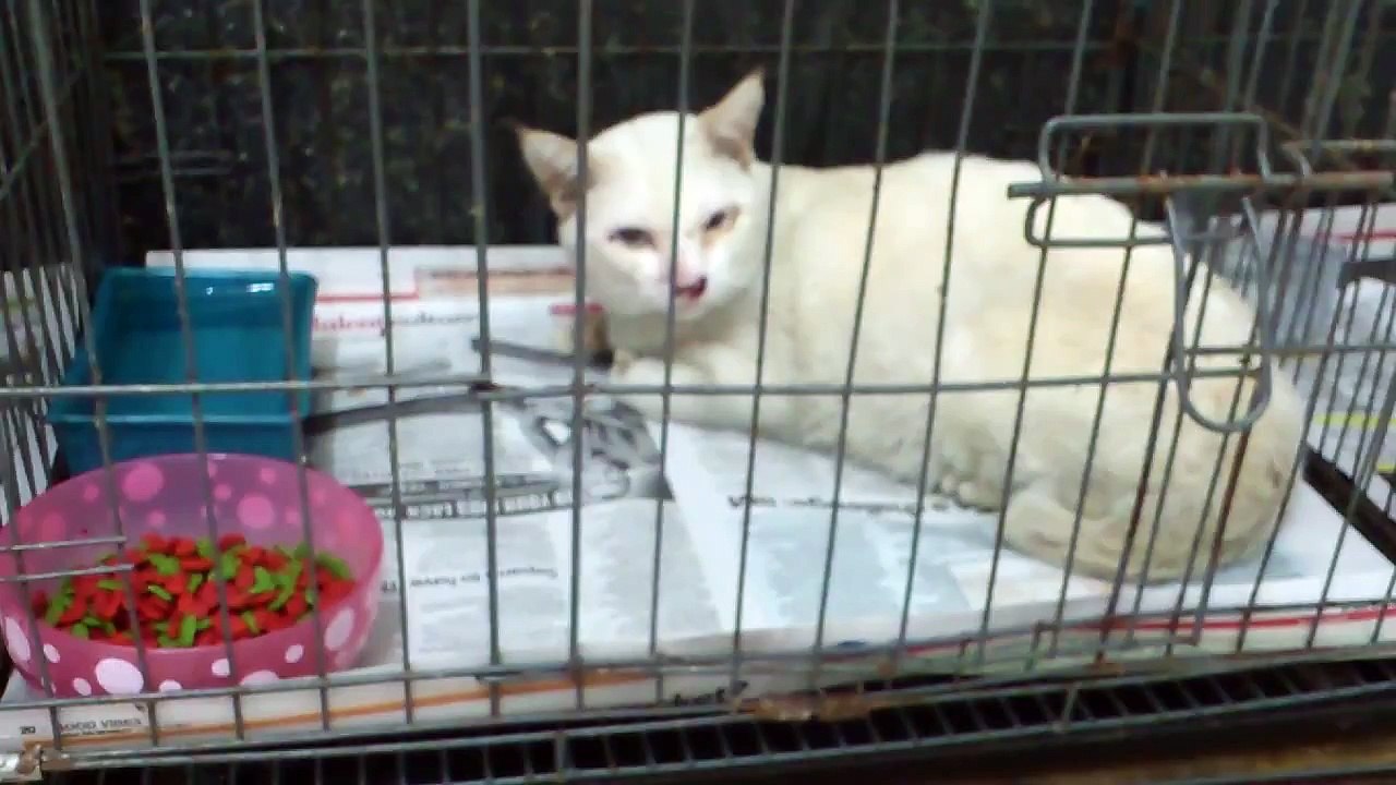 Some of my cats