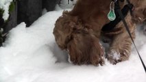 Jessy im Schnee