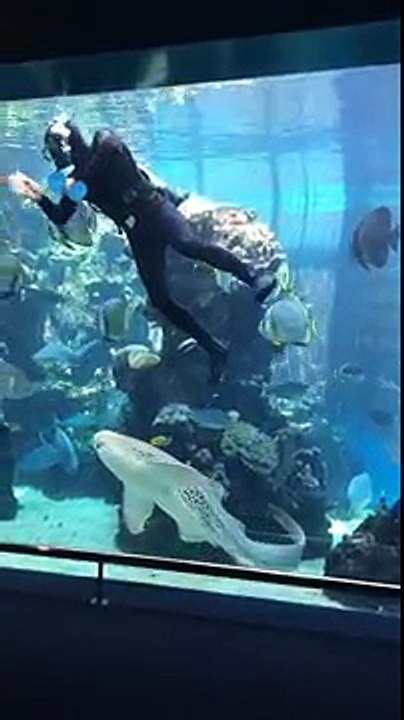 Ce requin aime q'on lui gratte le ventre