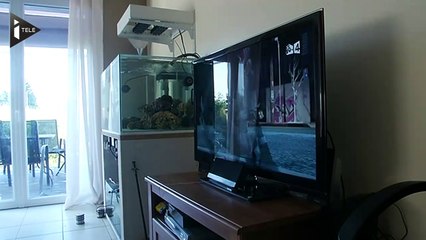 Une mère sauve sa fille sur le point d'être enlevée