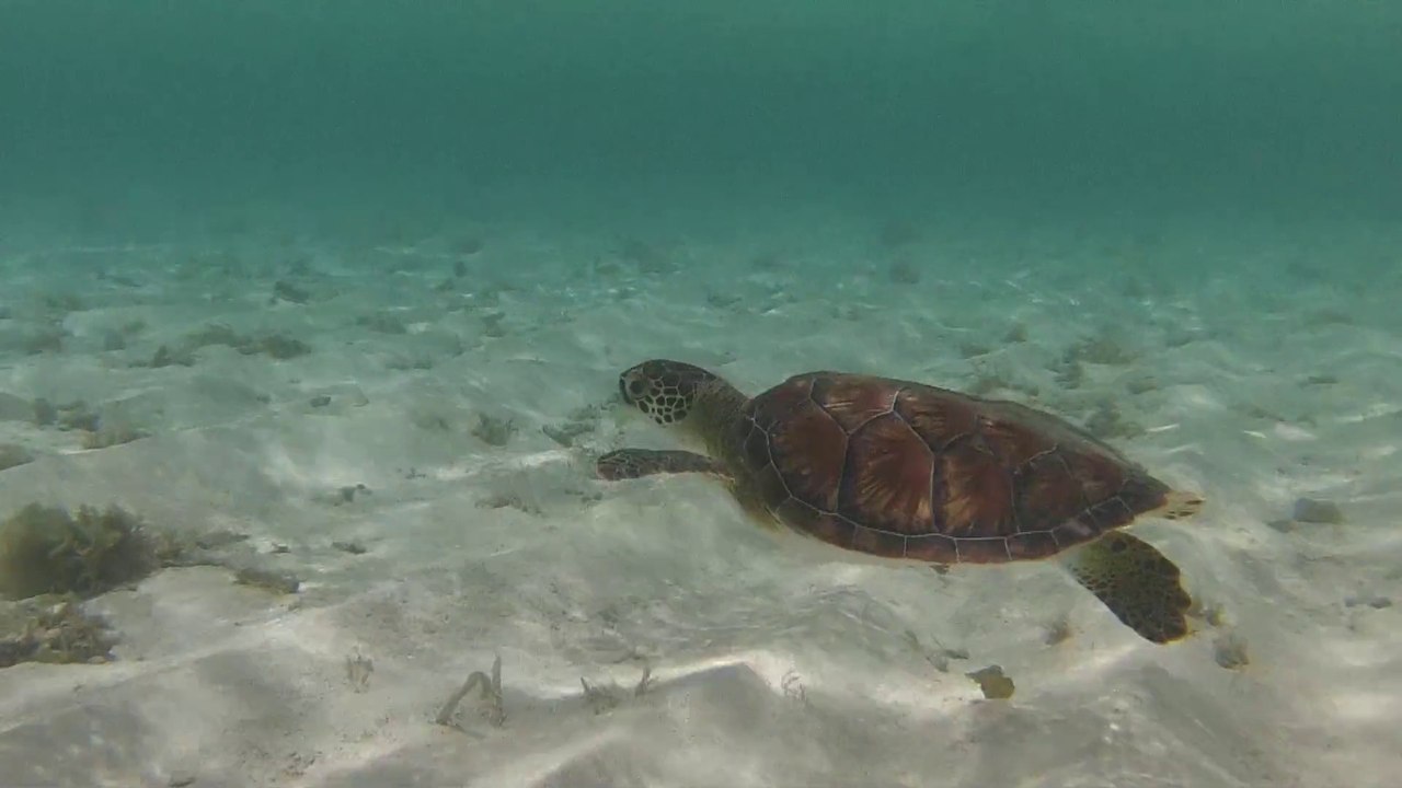 Direction les merveilles sous-marines de la Guadeloupe