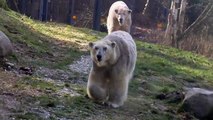 Eisbären Yoghi und Gioanna und die verschlossene Eisentüre - Tierpark Hellabrunn