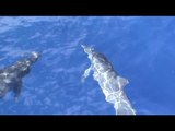 Mon film avec les dauphins et les paysages de la Martinique (HD)