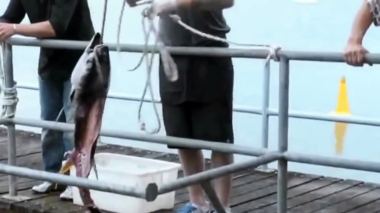 Вот это РЫБА!