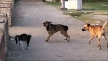 Young Cat Vs Pack of Dogs ! - Funny ! - Храбрый Кот Против Своры Собак ! - Прикол !