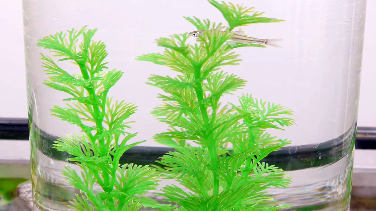 Une astuce pour rendre votre aquarium plus cool