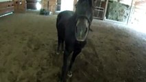 Restarting the Older Horse Bitless - Echo's Lesson 2 with Horse Whisperer Missy Wryn