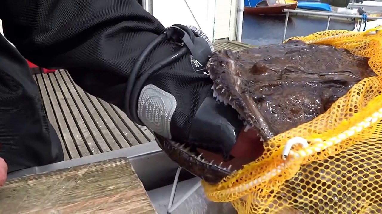 Peixe engole a mão de Russo // Peixe Tamboril // Peixe Sapo // Tamboril // Pacamum