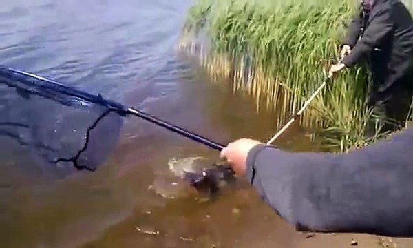 сазан более 10 килограмм