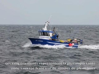 La pêche aux moules de Barfleur