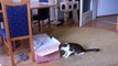Sweet Cat Couple: Layla & Cash - Zalando! Meow With Joy!