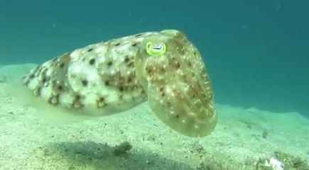 Meraklı Mürekkep Balığı