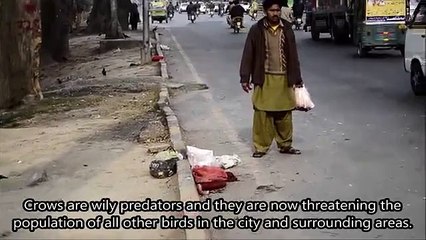 crow feeders