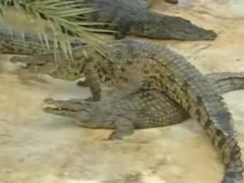 Ferme des crocodiles djerba
