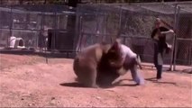 OMG!!! Man mauled by Wild Beast