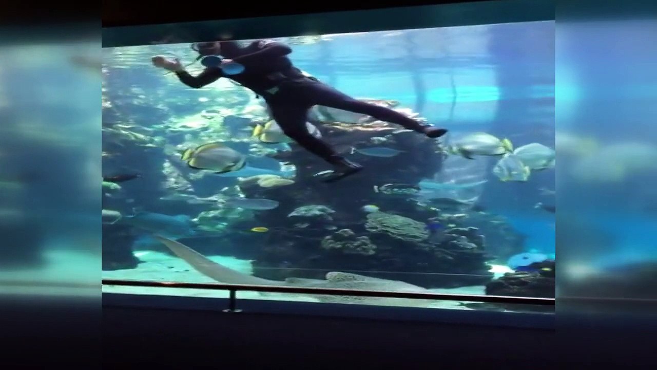 Dalgıç balığı bebek gibi severse...