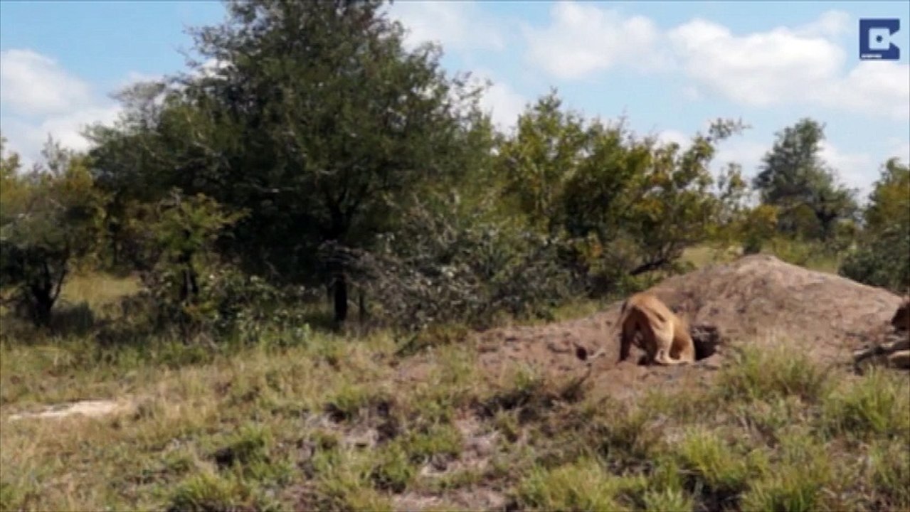 Comment échapper à des lions affamés