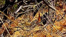 Baby Dies Falling out of Tree in Forest, Poor little bird. SO SAD.