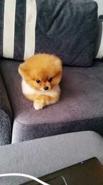 satilik kopek boo dog pomeranian 05333974577