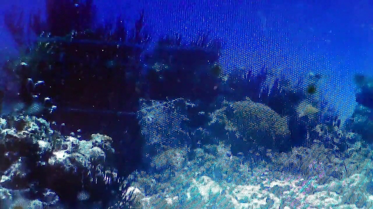 Animals 44