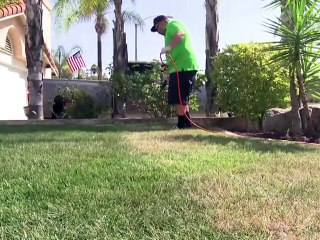 Peindre l'herbe, la nouvelle mode californienne pour garder des pelouses vertes