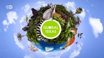 Combating an invasive species | short version | Global Ideas