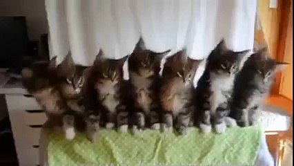 Gatinhos sincronizados