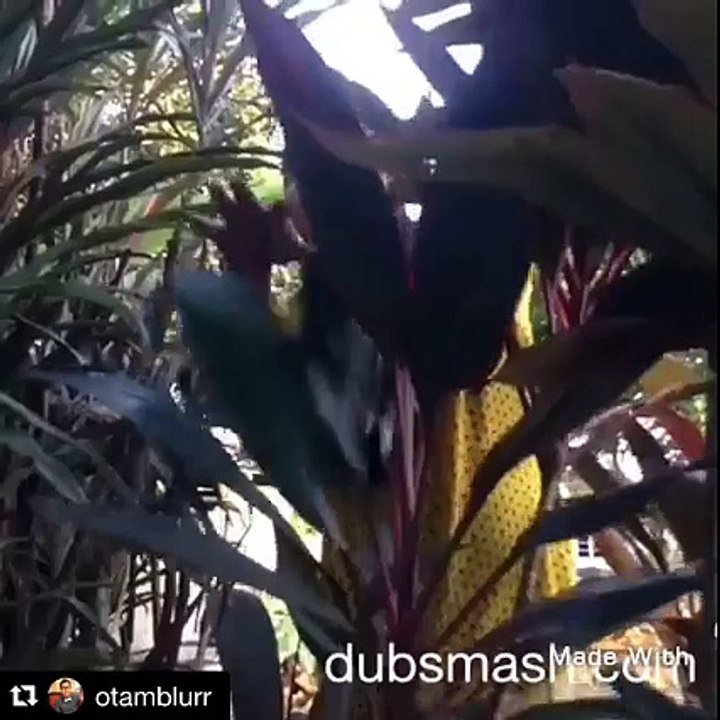 Dubsmash Malaysia - funny video