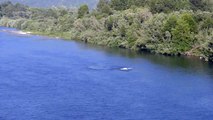 Gray Whale Sighting on the Klamath River