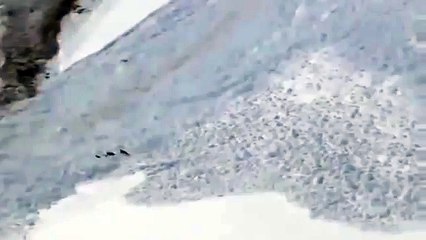 Dağ keçilerinin çığ altından kurtuluş anı