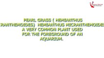 Aquarium Plants In Uk Fish Tanks Information