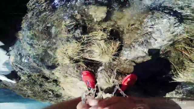 Le Jogging matinal de Seb Montaz au Mont Blanc