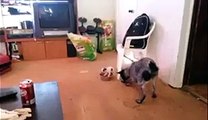 Two Dogs Fighting Over Food (Funny Video) - www.copypasteads.com