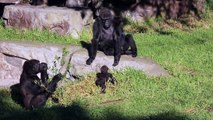 SF Zoo Infant Gorilla Makes Her Debut