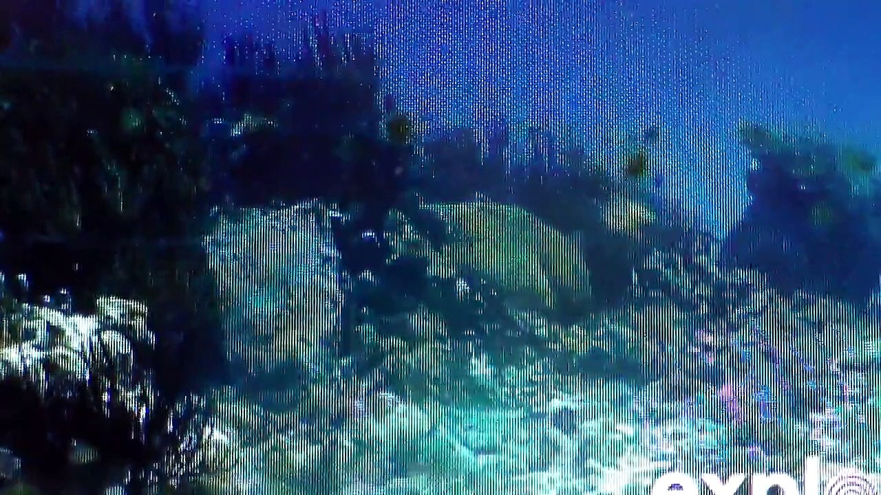Animals 45