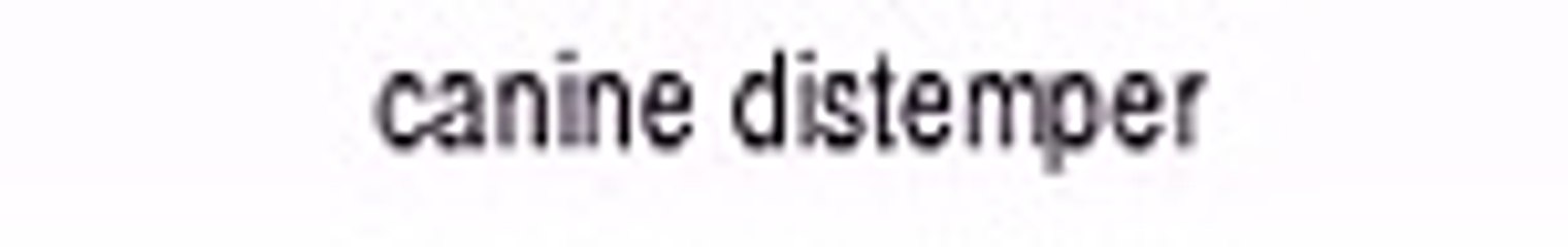 How To Pronounce The Word canine distemper