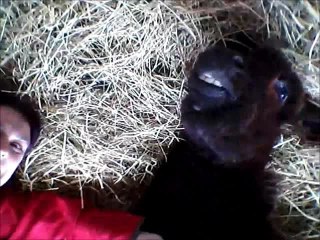 Donkey makes hilarious face when scratched