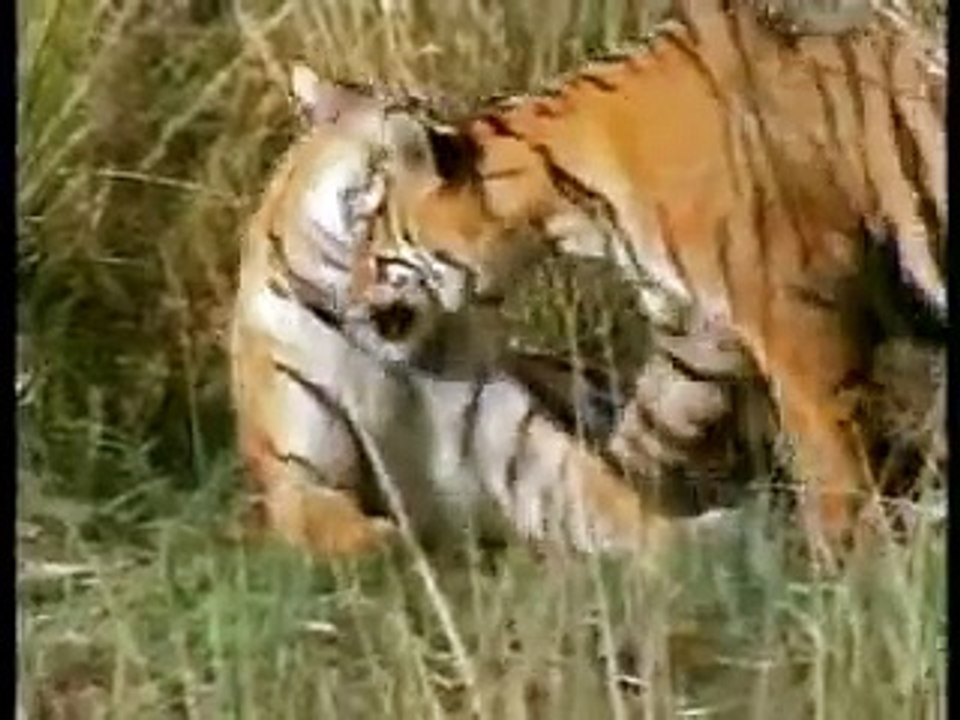 Tiger Crocodile Interaction in Wild